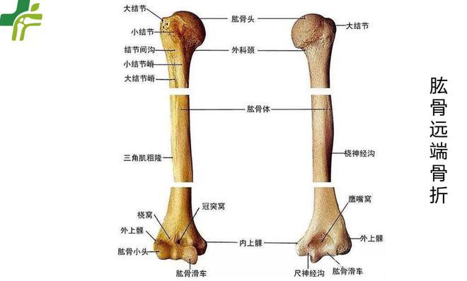 肱骨是宝宝哪个部位